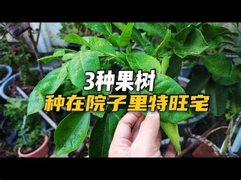 適合 北部種植的果樹|北部適合種什麼水果？25種水果種植指南，新手也能輕。